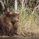 Beadnose, 2018's Fat Bear Week champion and the epitome of fat bearness sitting on the bank of a river.